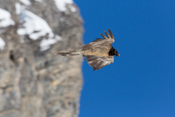 juvenile bearded vulture (gypaetus barbatus) flying, blue sky, rock
