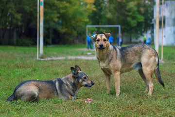 two homeless dogs