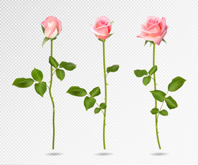 Realistic vector pink rose set. Three 3d roses on transparent background