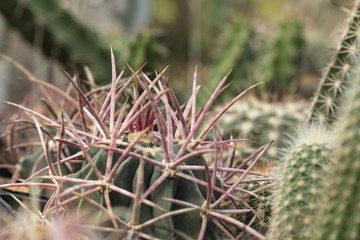 Naklejka na ściany i meble cactus spine