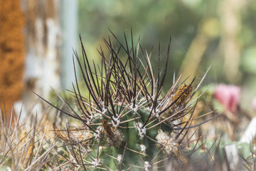 cactus spine