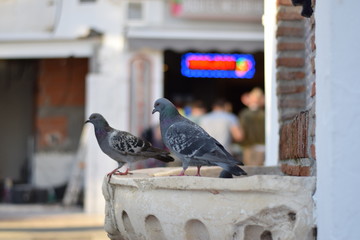 Dos palomas sobre una fuente