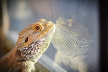 Pogona vitticeps