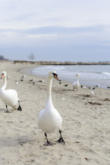Swan pose on the beach