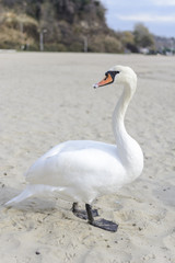 Obraz premium Swan pose on the beach