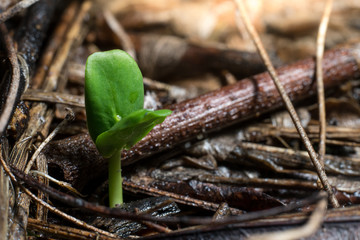 Close-up image of a plant sprout in the rain forest. It's the beginning of a big tree in the forest.