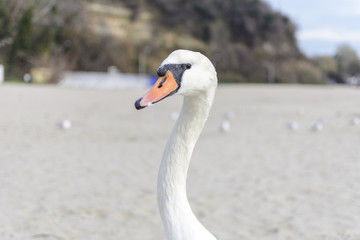 Swan pose on the beach