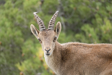 wild mountain goat in a rocky terrain