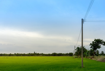 Fototapeta na wymiar The view of rice field at the time of beautiful evening with the power line and the poles.