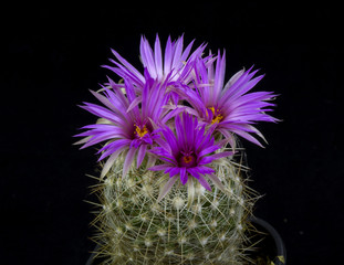 Blooming cactus Escobaria