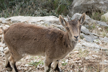 wild mountain goat in a rocky terrain