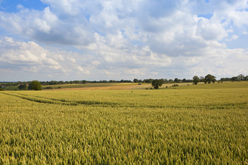 summer landscape with wheat