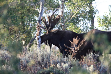Moose in Grand Teton National Park, Wyoming