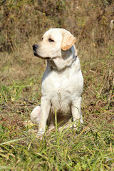 А yellow labrador dog hunts in the woods