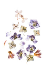 dry flowers on the white background