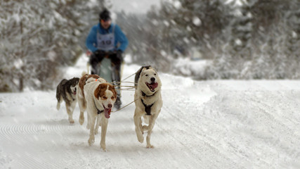 Sledding with husky dogs.
