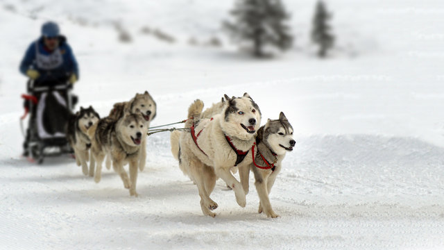 Huskies are pulling sledge.