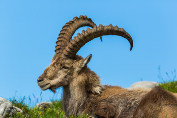 side view lying natural male alpine ibex capricorn, blue sky, meadow