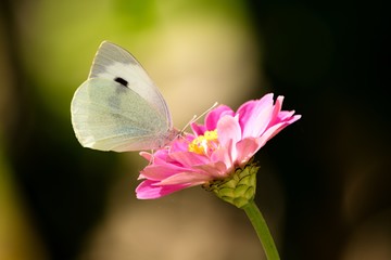 Pieris rapae on a pink zinnia
