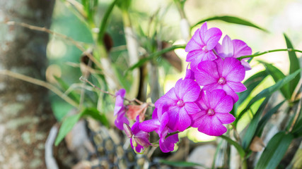 Fototapeta premium purple orchid flower in a garden.