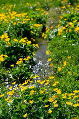 Sumpfdotterblumen um Bach im Nationalpark Hohe Tauern