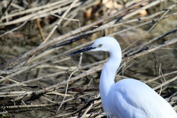 aigrette garzette