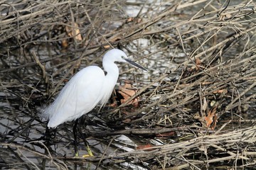 aigrette garzette