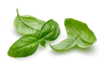 Basil