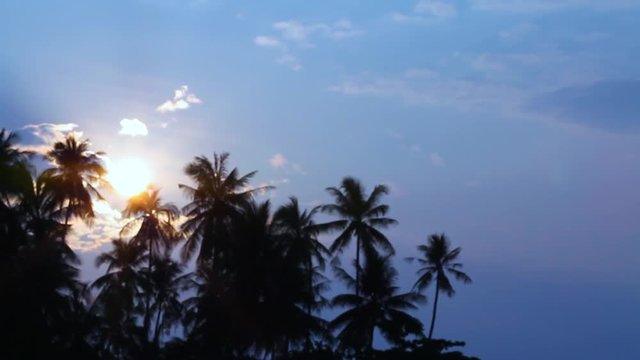 Palm trees on sunset sky
