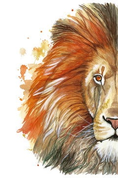 Watercolor drawing of an animal mammal animal predator of a red lion, red mane, lion-king of beasts, portrait of greatness, strength, kingdom, india, in front of a white background