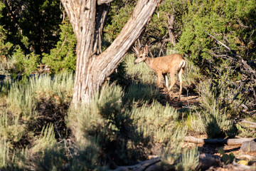 Deer in forest
