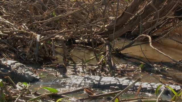 Yacare Caiman (Caiman yacare) between reeds in water close-up, panning shot, Brazil the Pantanal wetlands, Brazil.