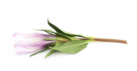 Pink flower bud isolated