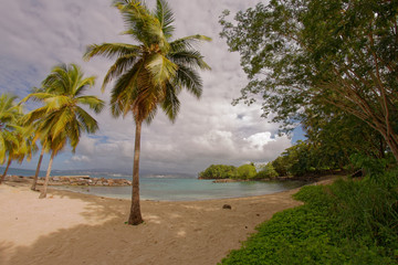 Fototapeta na wymiar Coconut trees on Pointe du Bout beach - Les Trois Ilets - Martinique - FWI