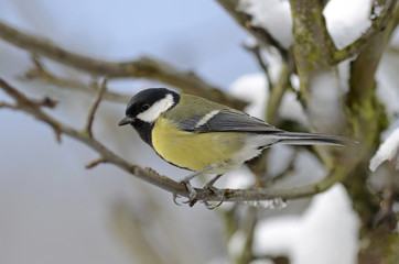 Kohlmeise (Parus major) - Great tit 