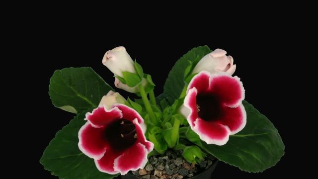 Time-lapse of opening white-red gloxinia (family: Gesneriaceae, genus: Gloxinia) flower 5x4 in RGB + ALPHA matte format isolated on black background
