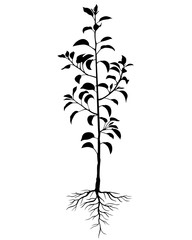 Silhouette biennial pear tree seedling
