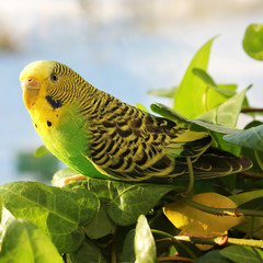 A wavy parrot in green color. A wavy parrot sits on a branch