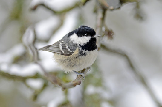 Tannenmeise (Periparus ater) - Coal tit 