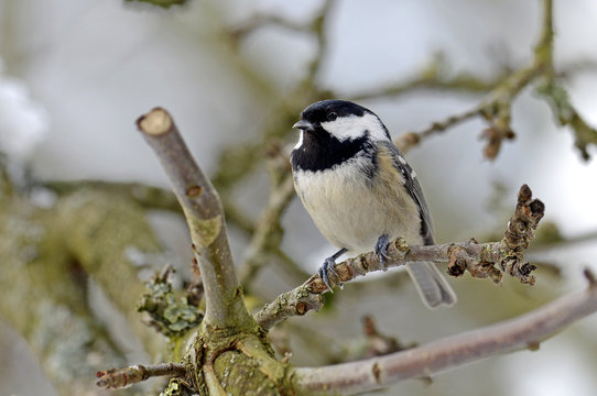Tannenmeise (Periparus ater) - Coal tit 