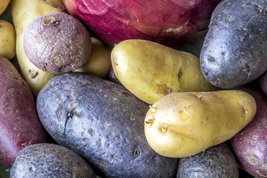 Purple potatoes in pile