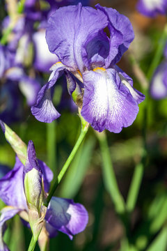 beautiful lilac flower iris closeup