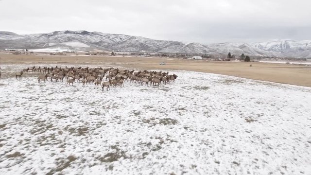 Aerial amazing shot of a beautiful herd of elk grazing in field