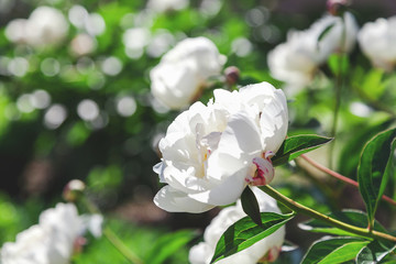 Bud white peony with pink petals