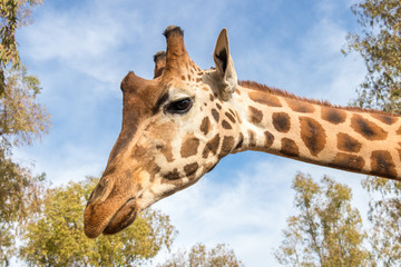 Portrait of giraffe (Giraffa camelopardalis) over blue sky with white clouds in wildlife sanctuary