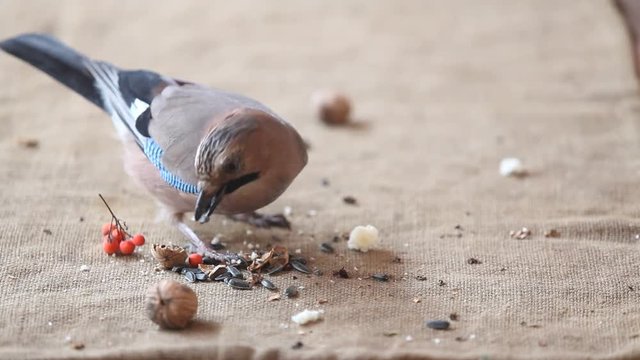 Beautiful jay bite sunflower seeds