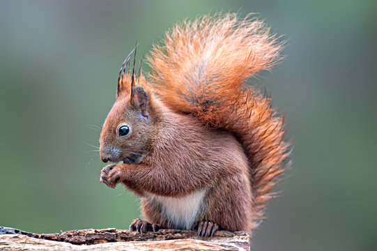 Eichh&ouml;rnchen