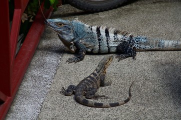 Reptiles at Manuel Antonio Costa Rica