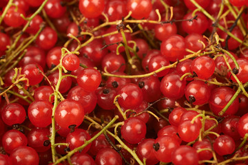 Surface covered with the red currant