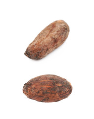 Single cocoa bean isolated